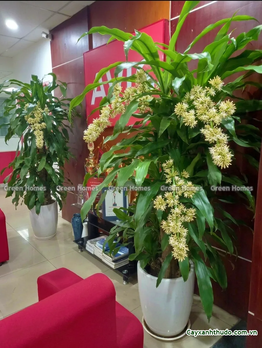 Ý nghĩa phong thủy khi cây Thiết Mộc Lan ra hoa tại văn phòng