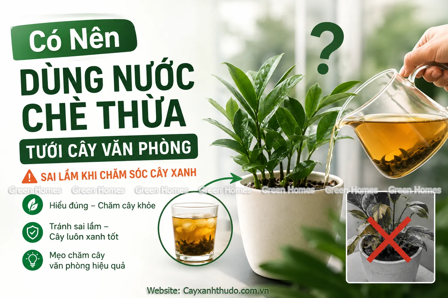 Có nên dùng nước chè thừa tưới cây văn phòng _Green Homes