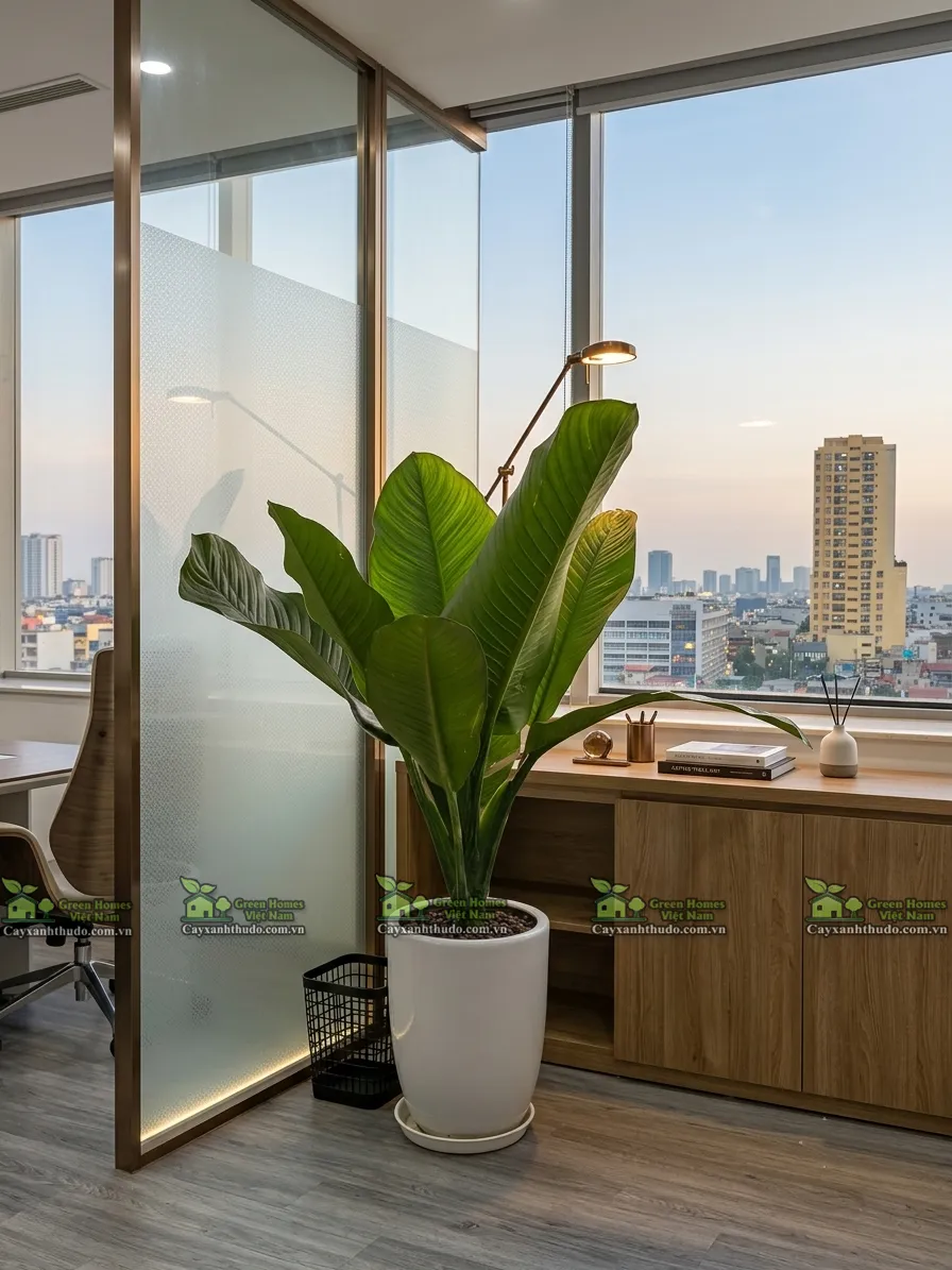 Green Homes cung cấp dịch vụ cho thuê cây cảnh văn phòng tại Hà Nội