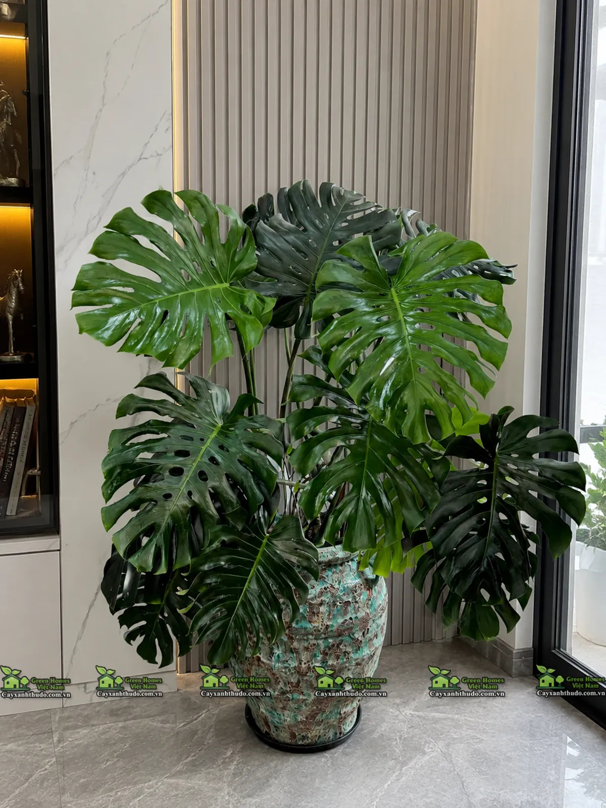 Cây Trầu Bà Nam Mỹ _GreenHomes