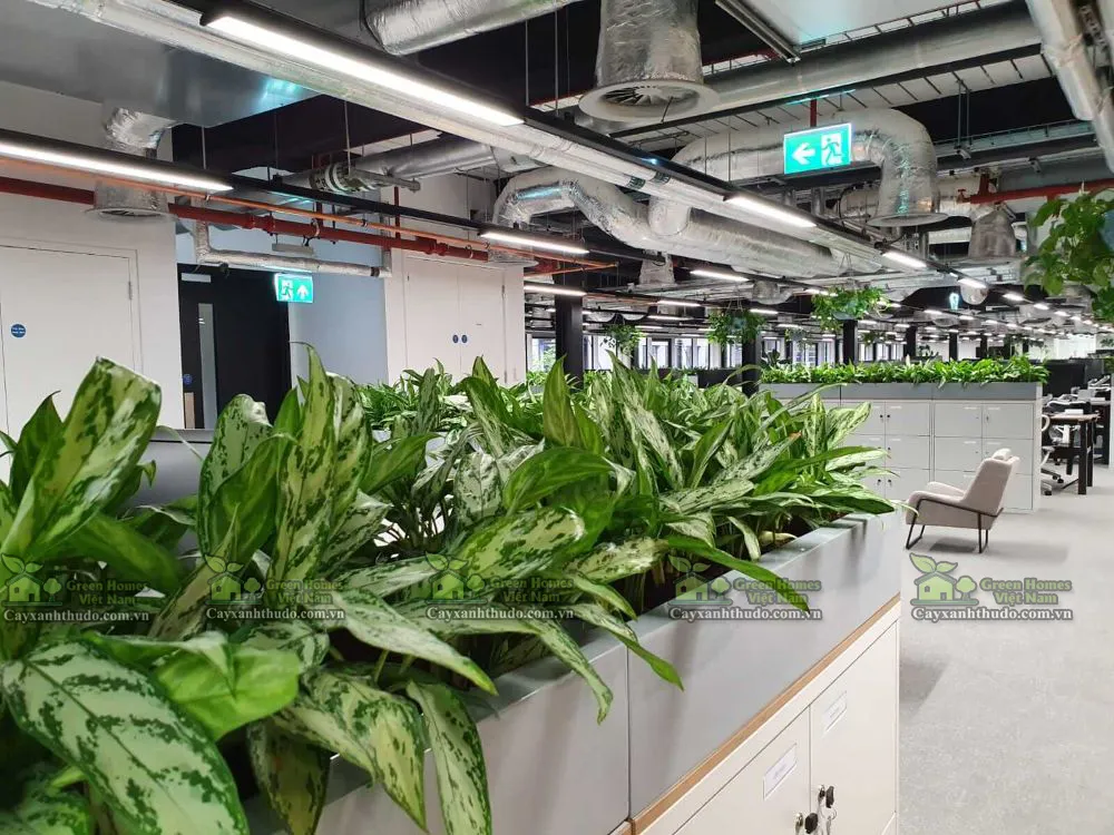 Cho thuê cây cảnh sự kiện _Green Homes