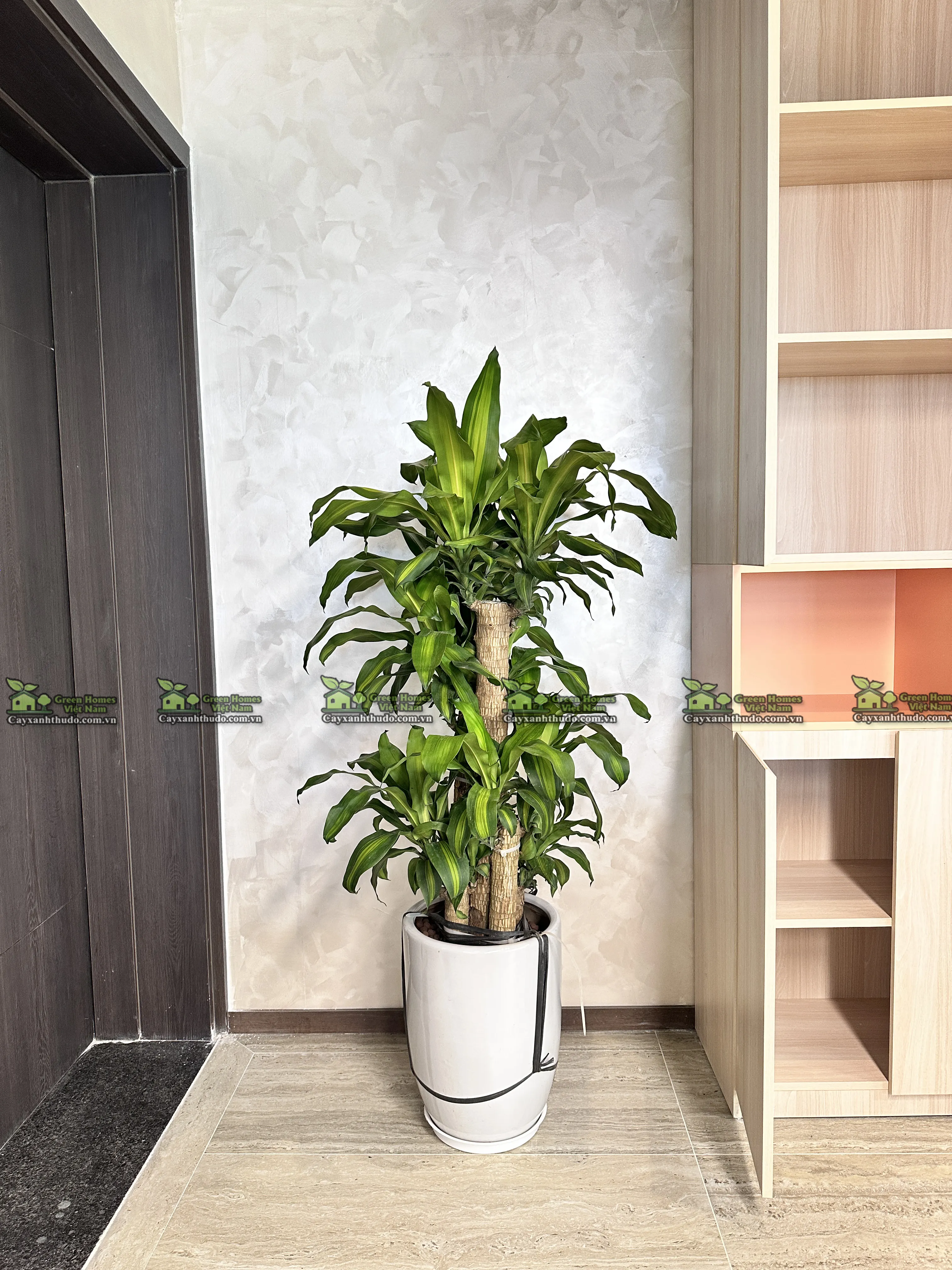 Green Homes thiết kế trang trí cây xanh văn phòng cho khách hàng thuê cây