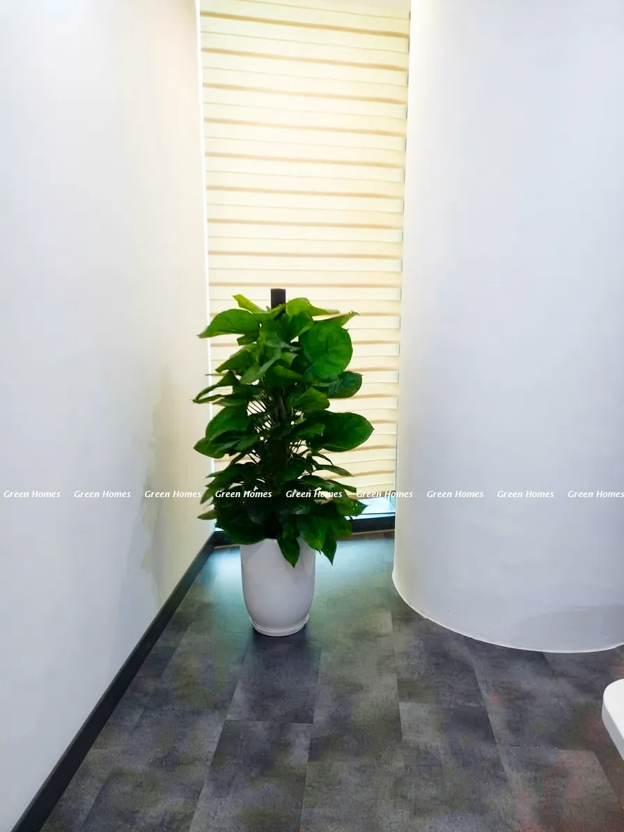 Green Homes trang trí cây xanh văn phòng cho khách tại tòa nhà Vinacomin