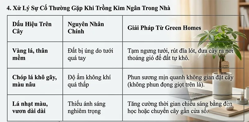 Cách chăm sóc cây kim ngân để bàn