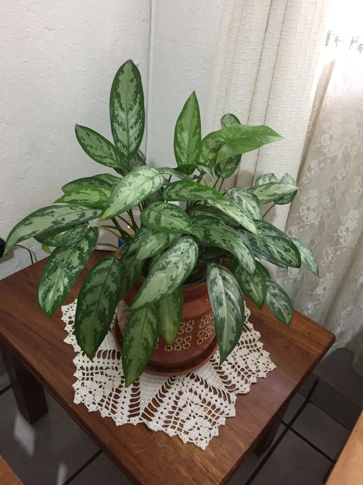 ý nghĩa phong thủy của cây Ngân Hậu