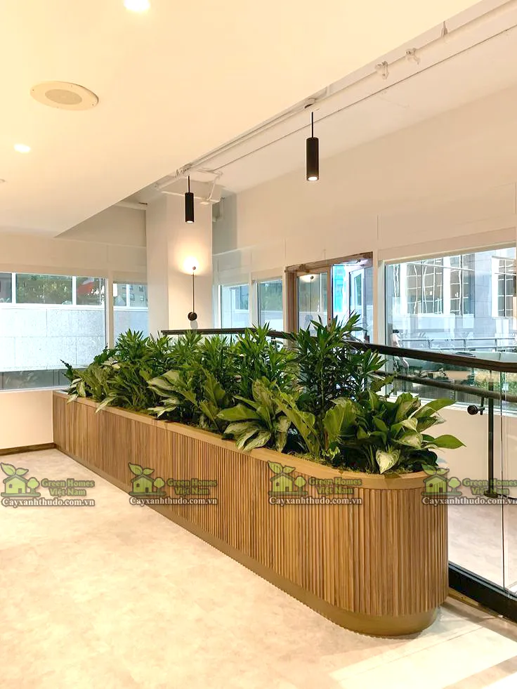 Green Homes_Cho thuê cây cảnh văn phòng tại Hà Nội