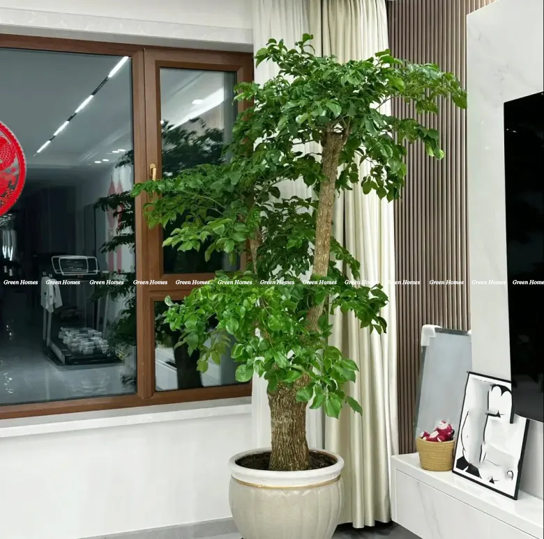 Chậu cây hạnh phúc trong phòng khách _Green Homes