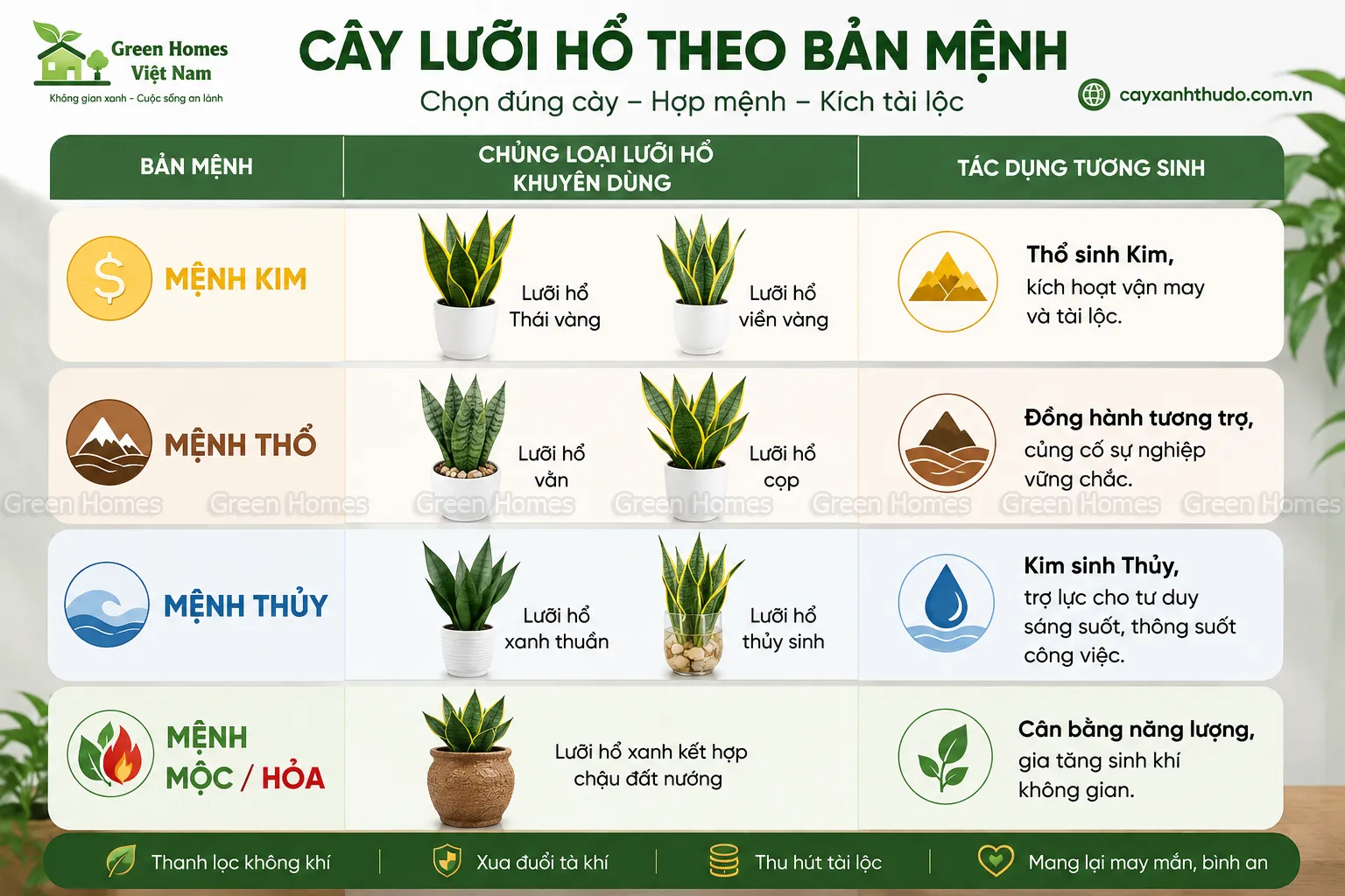 Trồng cây lưỡi hổ theo bản mệnh _Green Homes