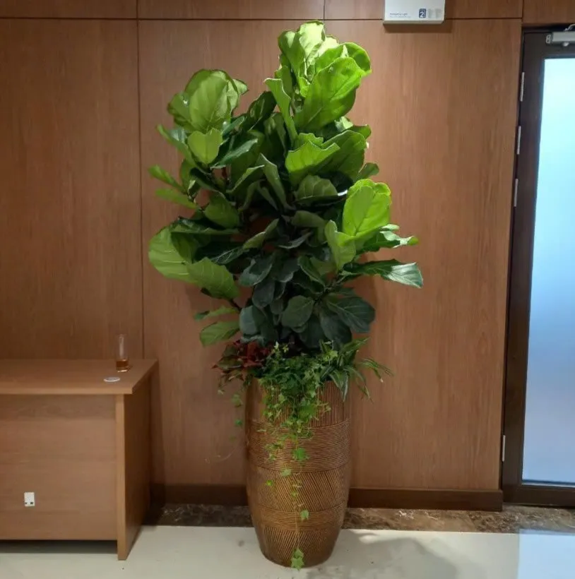 Dịch vụ cho thuê cây cảnh văn phòng tại Hà Nội _Green Homes