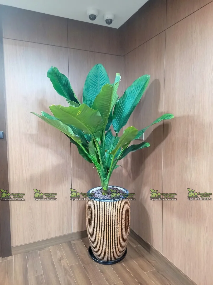 Green Homes cung cấp dịch vụ cho thuê cây cảnh văn phòng tại Cầu Giấy Hà Nội