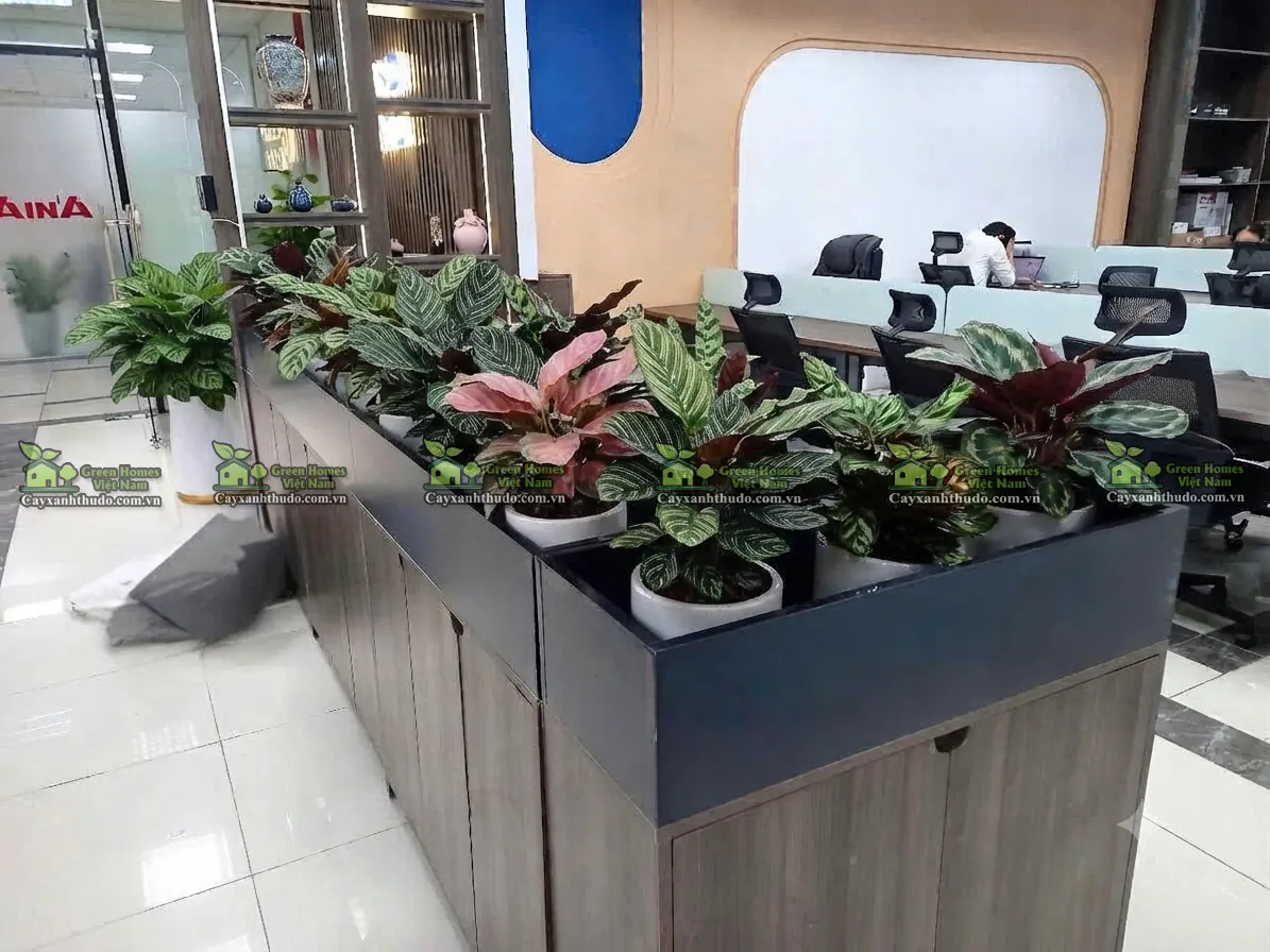 Dự án cây xanh văn phòng Green Homes thực hiện khách hàng thuê cây cảnh tại Hà Nội