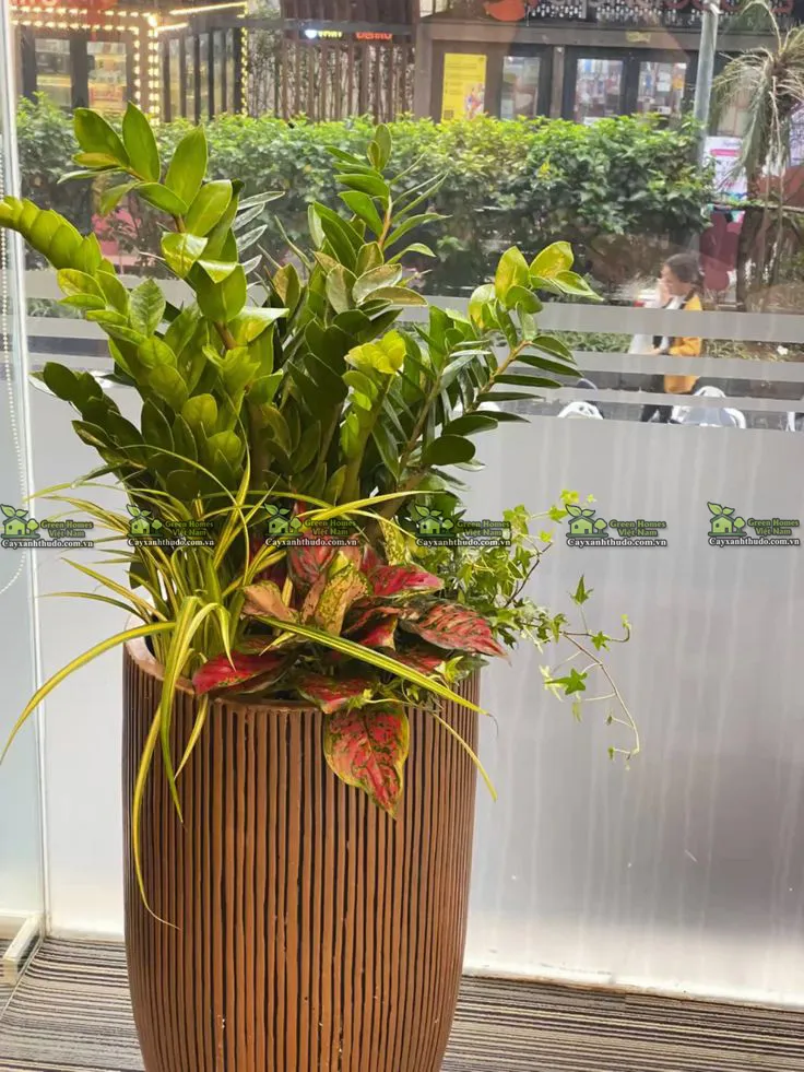 Cây Kim Tiền _Cho thuê cây văn phòng _Green Homes