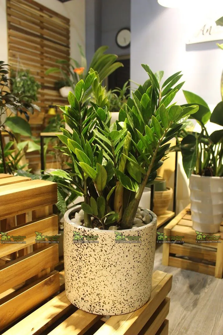 Cây Kim Tiền _Cho thuê cây xanh văn phòng _GreenHomes