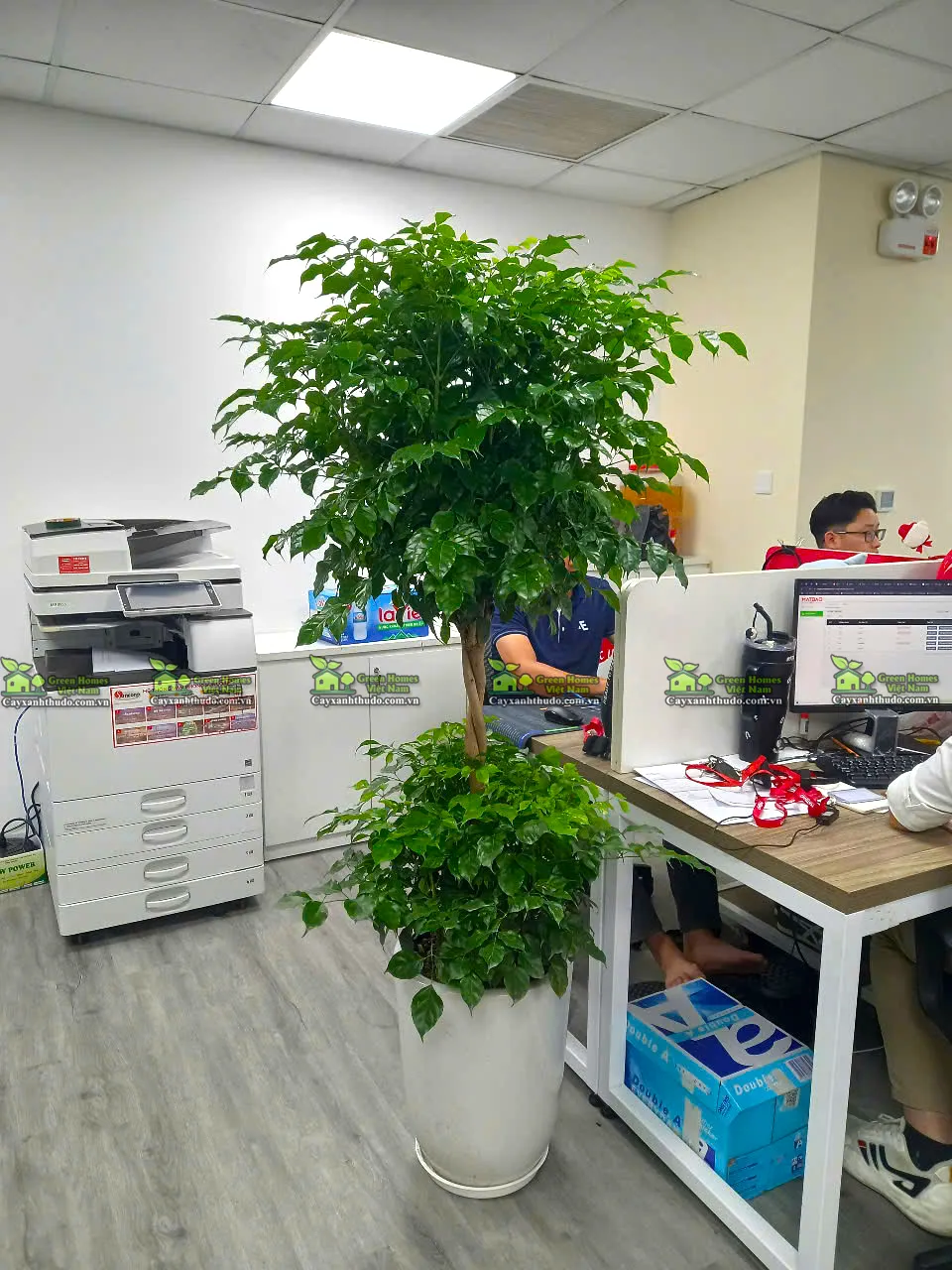 Green Homes mang cây xanh văn phòng đến doanh nghiệp