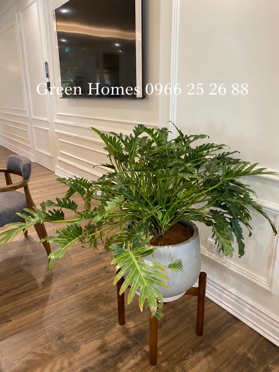 Cây Trầu Bà Lá Xẻ Green Homes thiết kế tại dịch vụ cho thuê cây cảnh tại Hà Nội