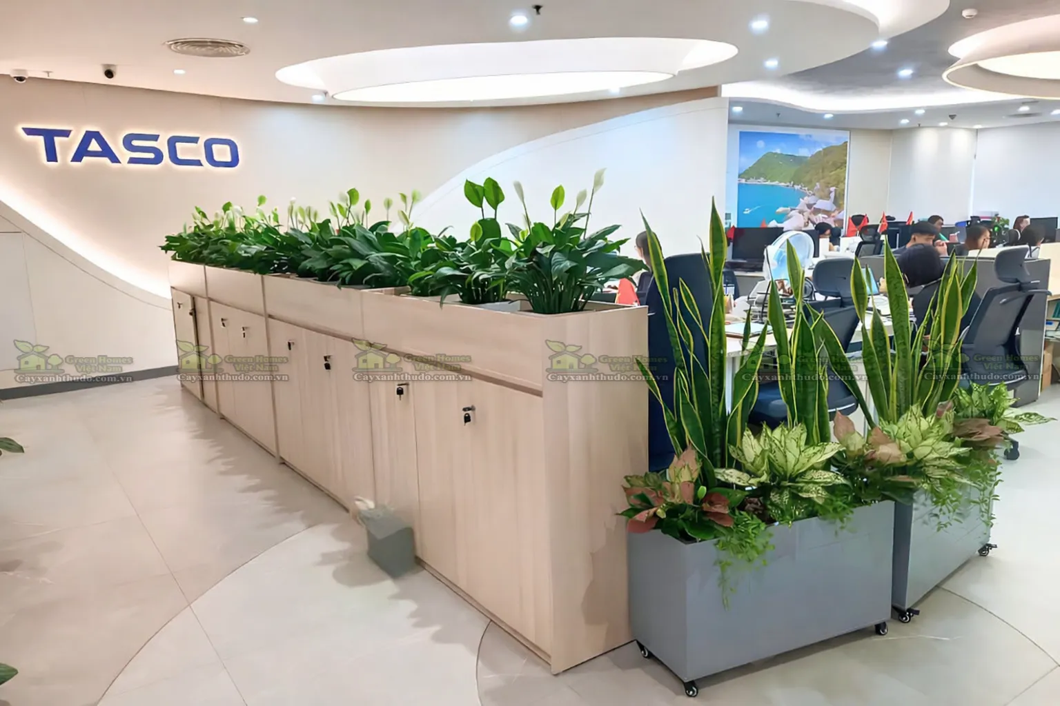 Xu hướng thuê cây xanh văn phòng tại Hà Nội
