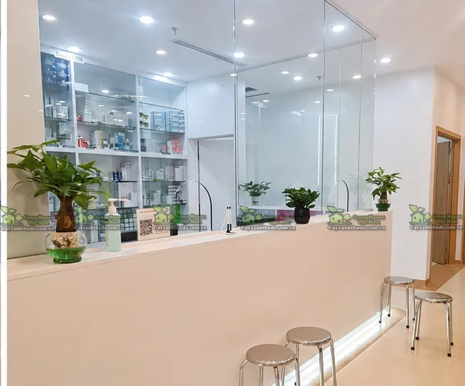 Dự án cây xanh văn phòng tại khách hàng chọn dịch vụ thuê cây cảnh văn phòng