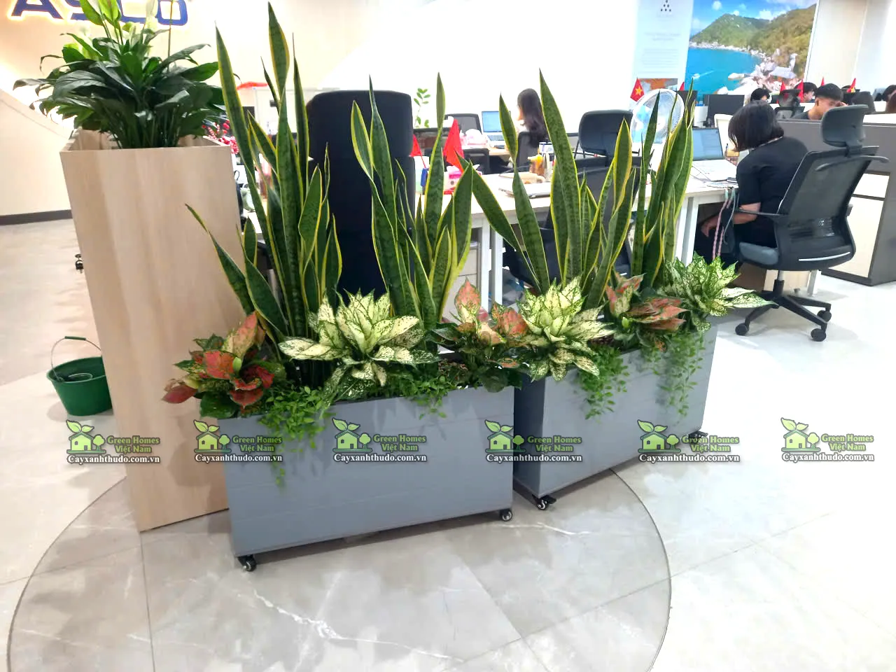 Cho thuê cây xanh văn phòng tại Hà Nội _Green Homes