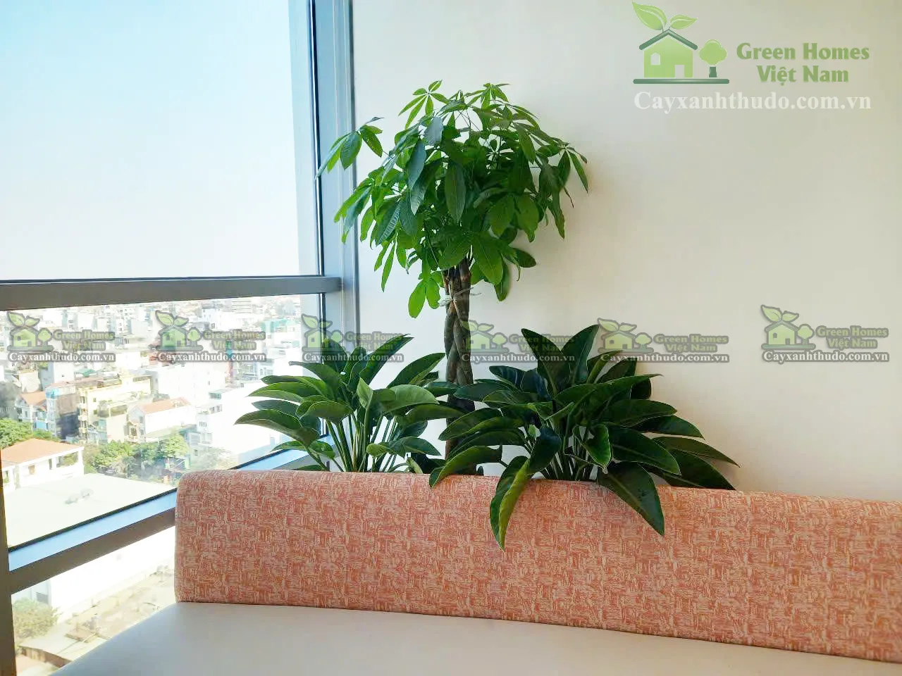 Cho thuê cây văn phòng tại Hà Nội _Green Homes