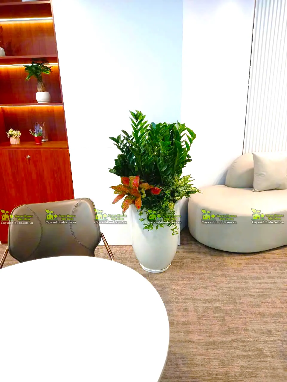 Cho thuê cây cảnh văn phòng tại Hà Nội _Cây Kim Tiền_Green Homes 