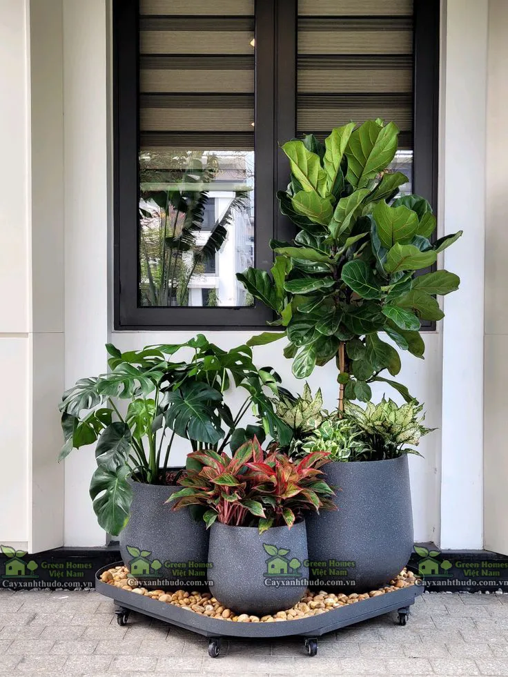 cho thuê cây cảnh văn phòng tại hà nội _Green Homes