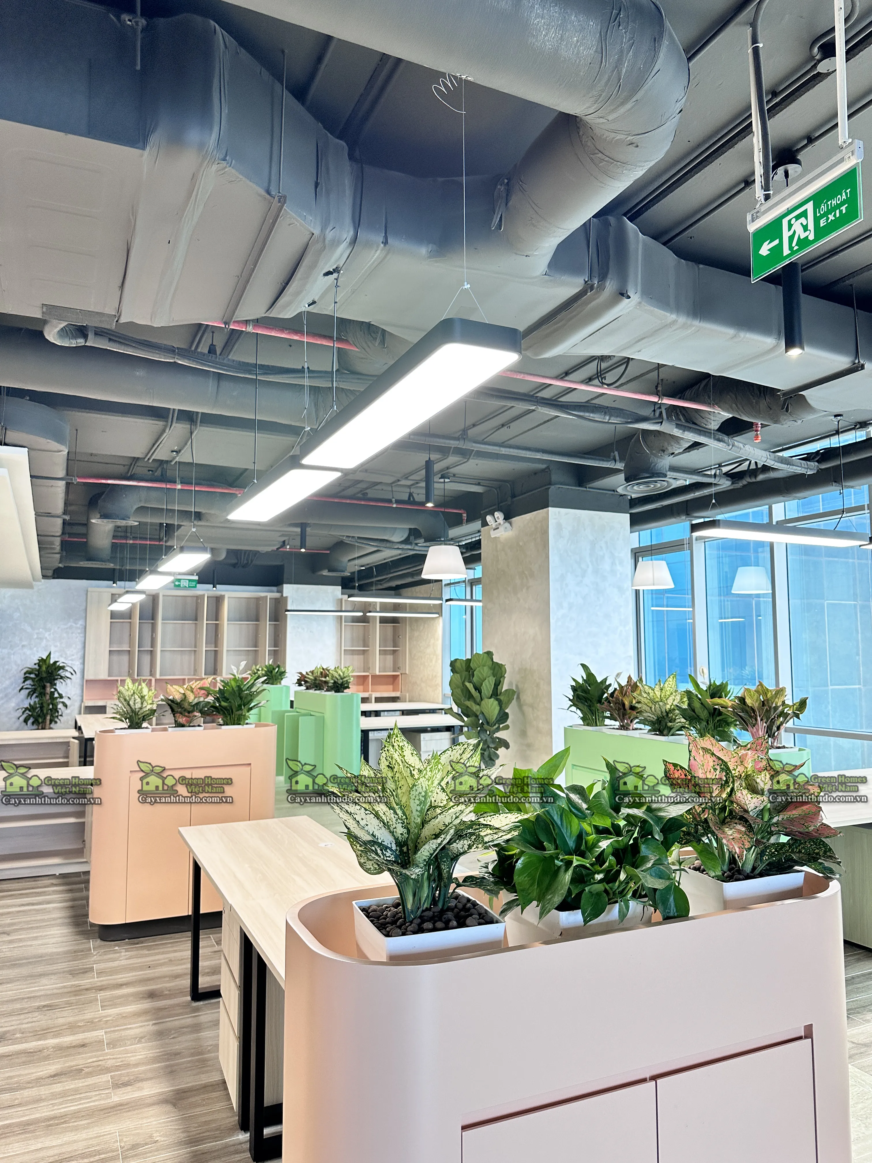 Nhân viên Green Homes sẽ đến khảo sát và thiết kế trước cho khách hàng thuê cây