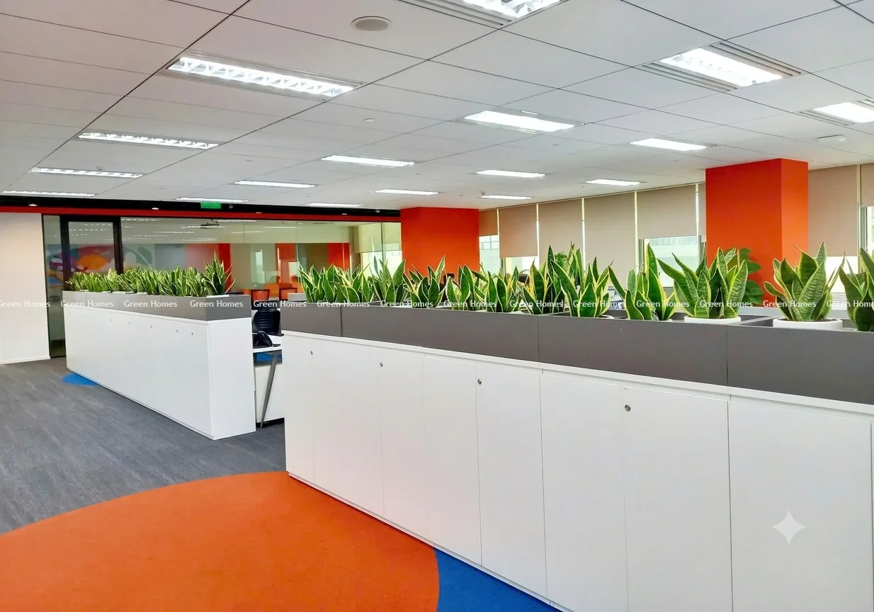 Green Homes thay cây cây miễn phí cho khách hàng thuê cây cảnh