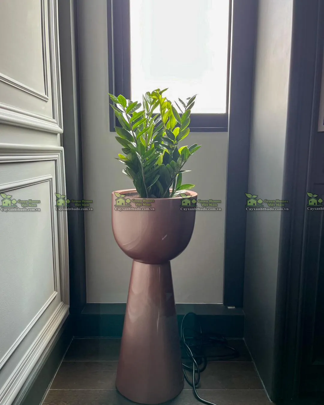 Cây Kim Tiền _Cho thuê cây xanh văn phòng _Green Homes