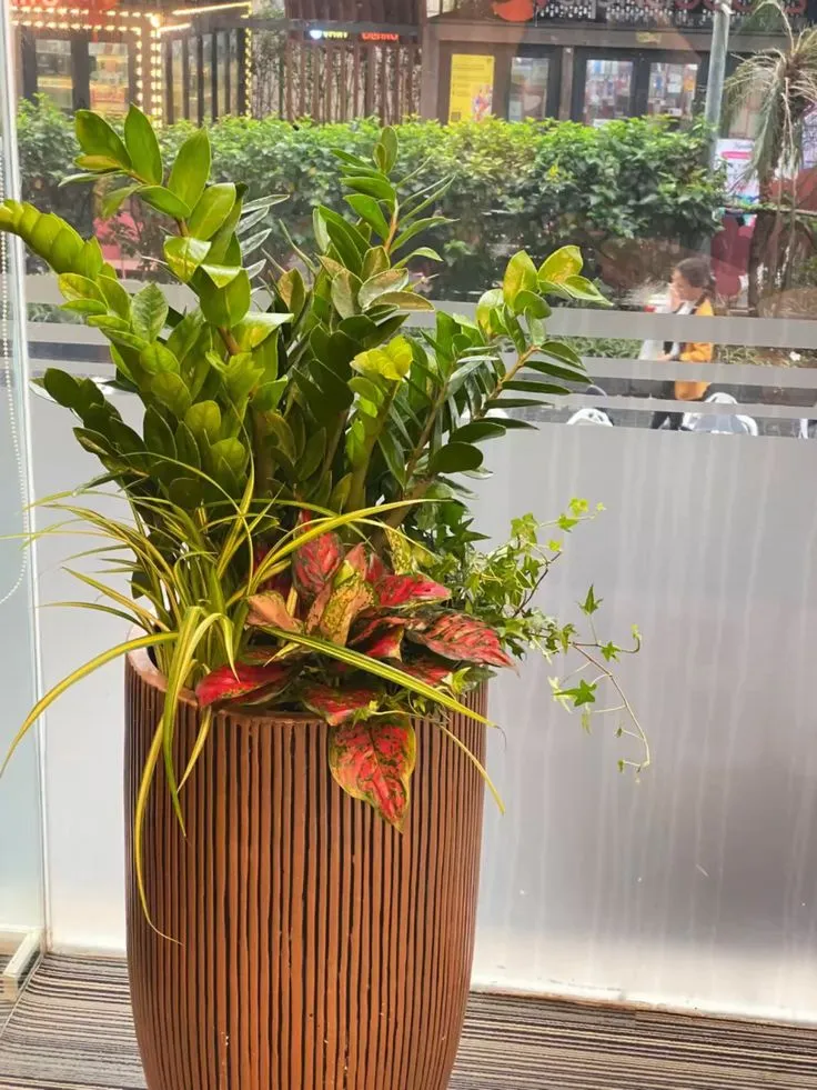 Cây Kim Tiền Mix _ Green Homes