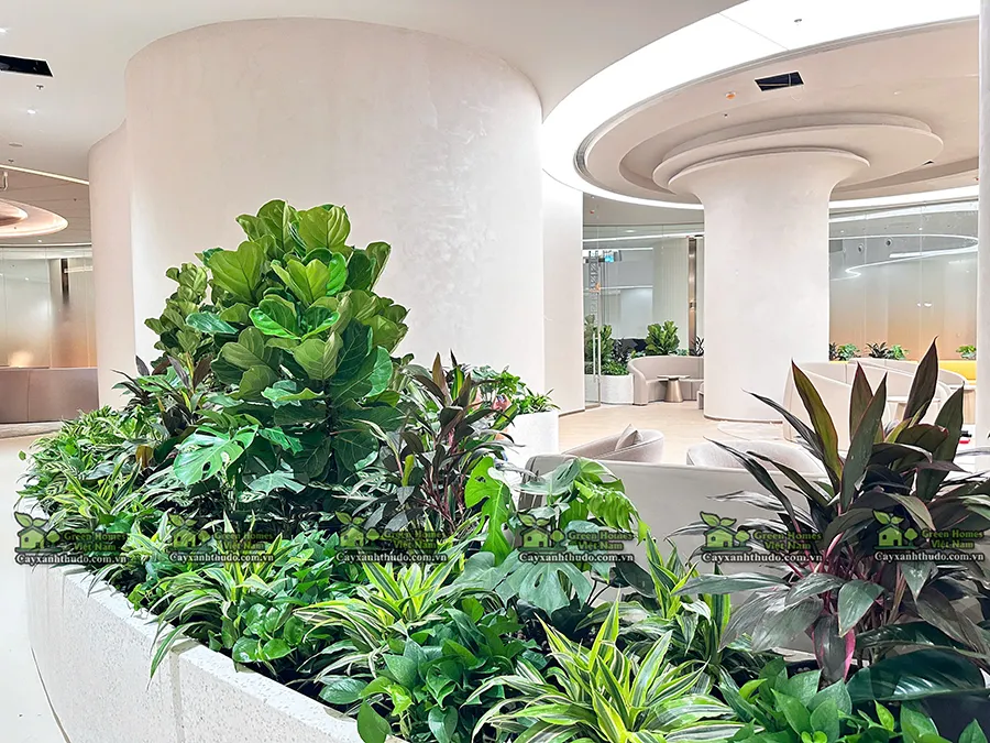Cho thuê cây cảnh văn phòng Green Homes thiết kế dự án cây xanh văn phòng cho ngân hàng MSB