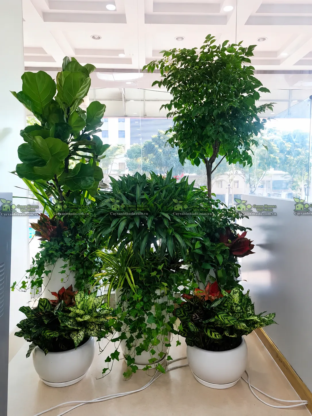Cho thuê cây cảnh văn phòng tại Hà Nội _Green Homes