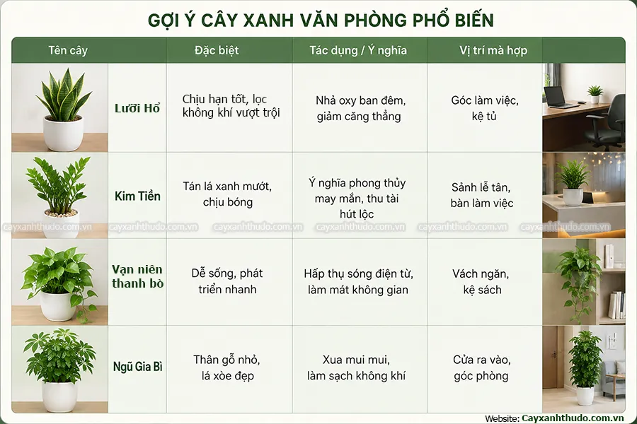 Gợi ý các dòng cây xanh văn phòng phổ biến