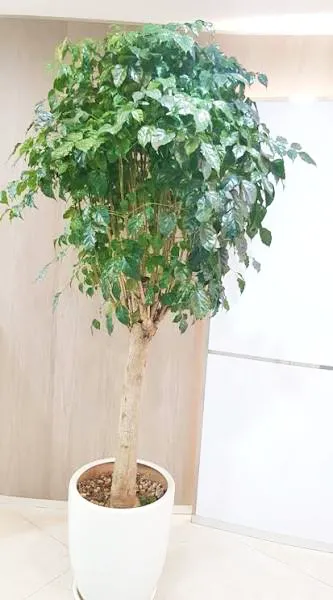 Cách chăm sóc Cây Hạnh Phúc bị rụng lá _Green Homes