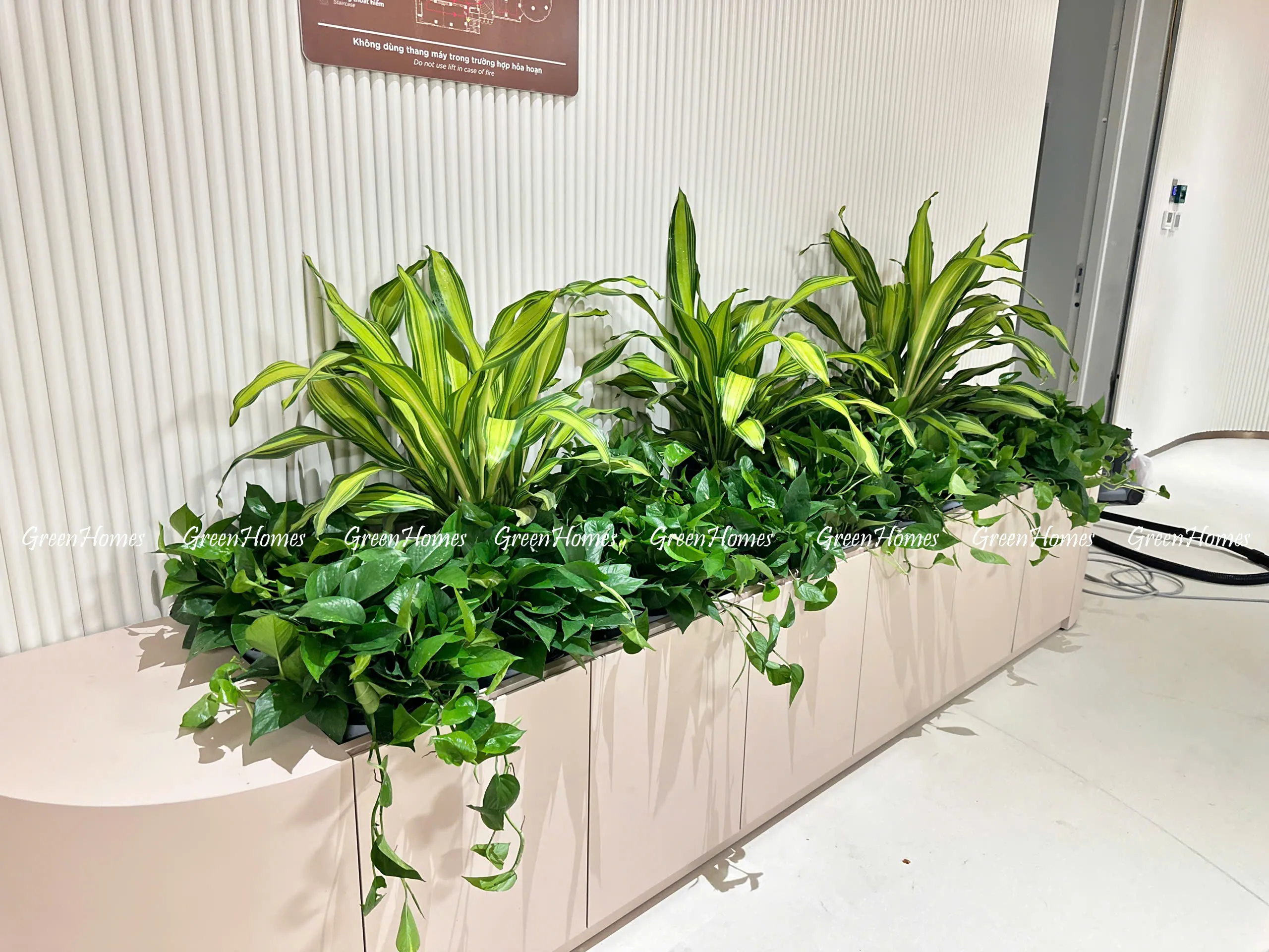 Green Homes cung cấp dịch vụ cho thuê cây cảnh đặt bồn cho ngân hàng MSB