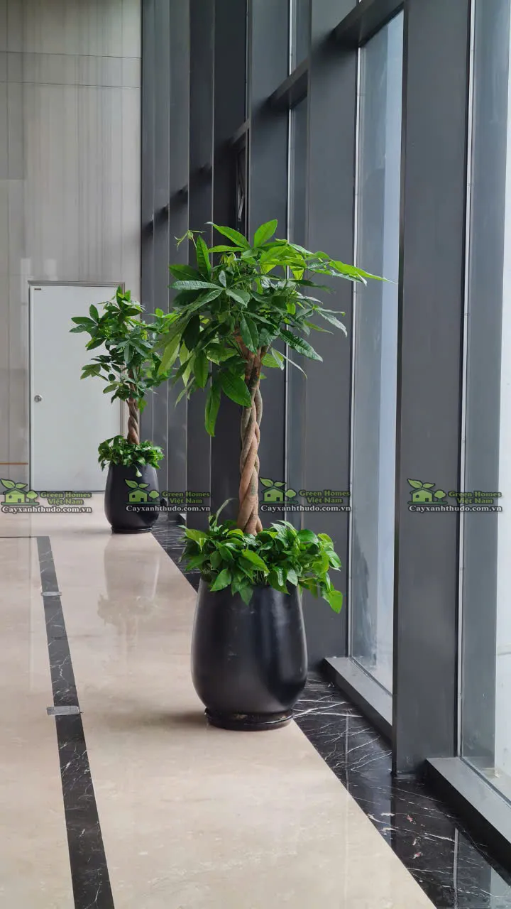 cho thuê cây cảnh văn phòng Hà Nội _Green Homes