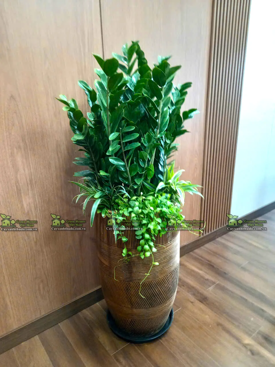 Thuê cây xanh tại Hà Nội _Green Homes