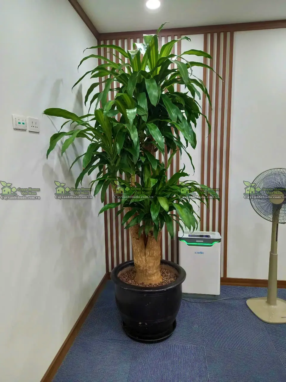 Green Homes cung cấp dịch vụ cho thuê cây cảnh văn phòng tại Hà Nội