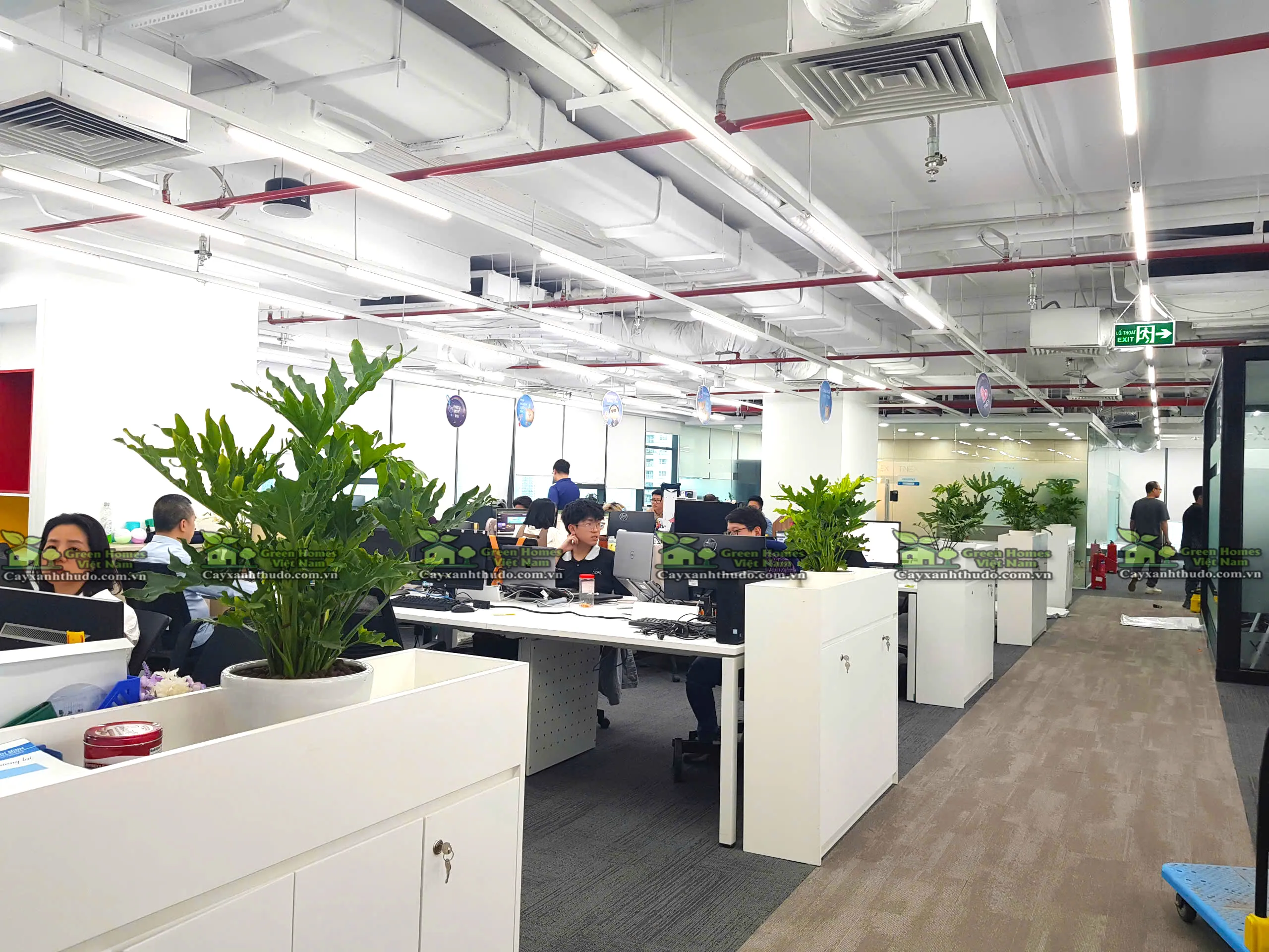 cho thuê cây cảnh văn phòng tại Hà Nội _Green Homes