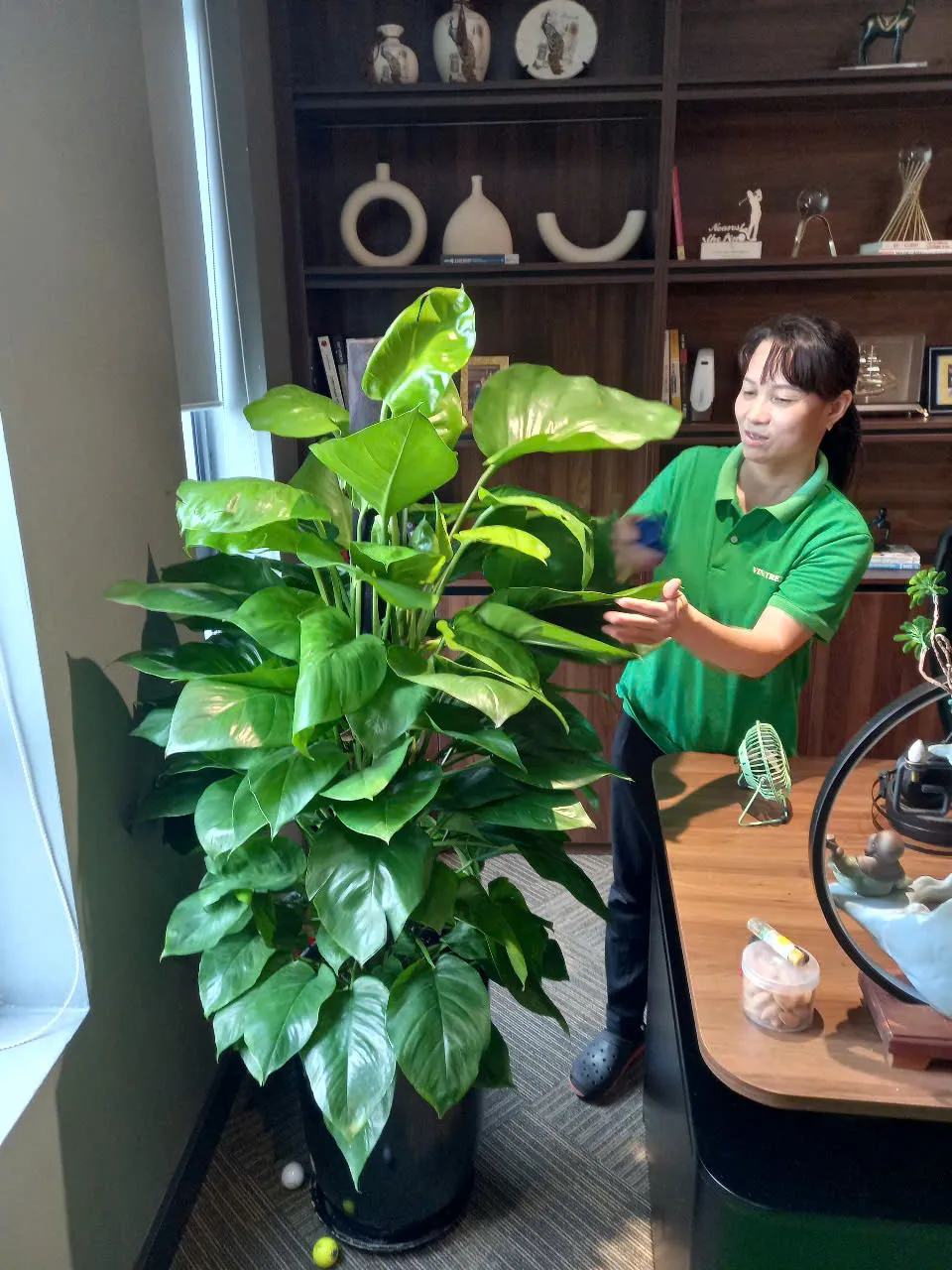 Nhân viên Green Homes đang chăm sóc cây xanh cho khách hàng thuê cây cảnh