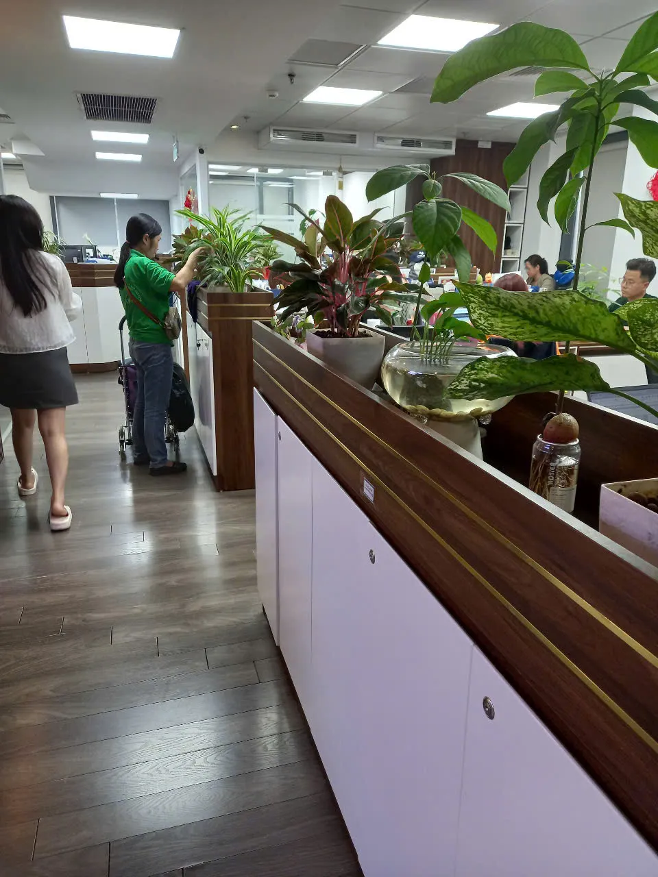 Nhân viên Green Homes đang chăm sóc cây xanh văn phòng định kỳ