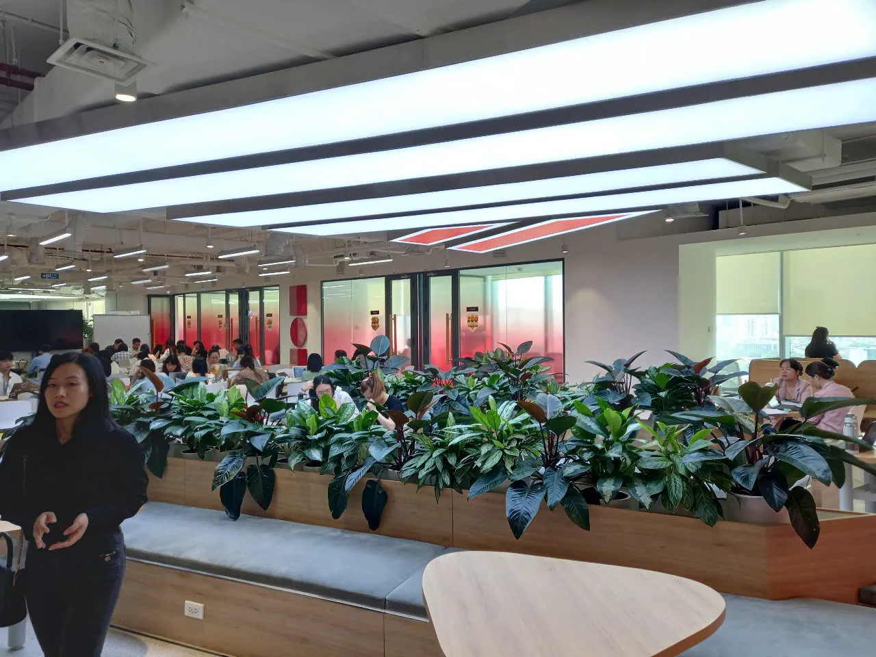 Chọn cây cảnh văn phòng theo không gian