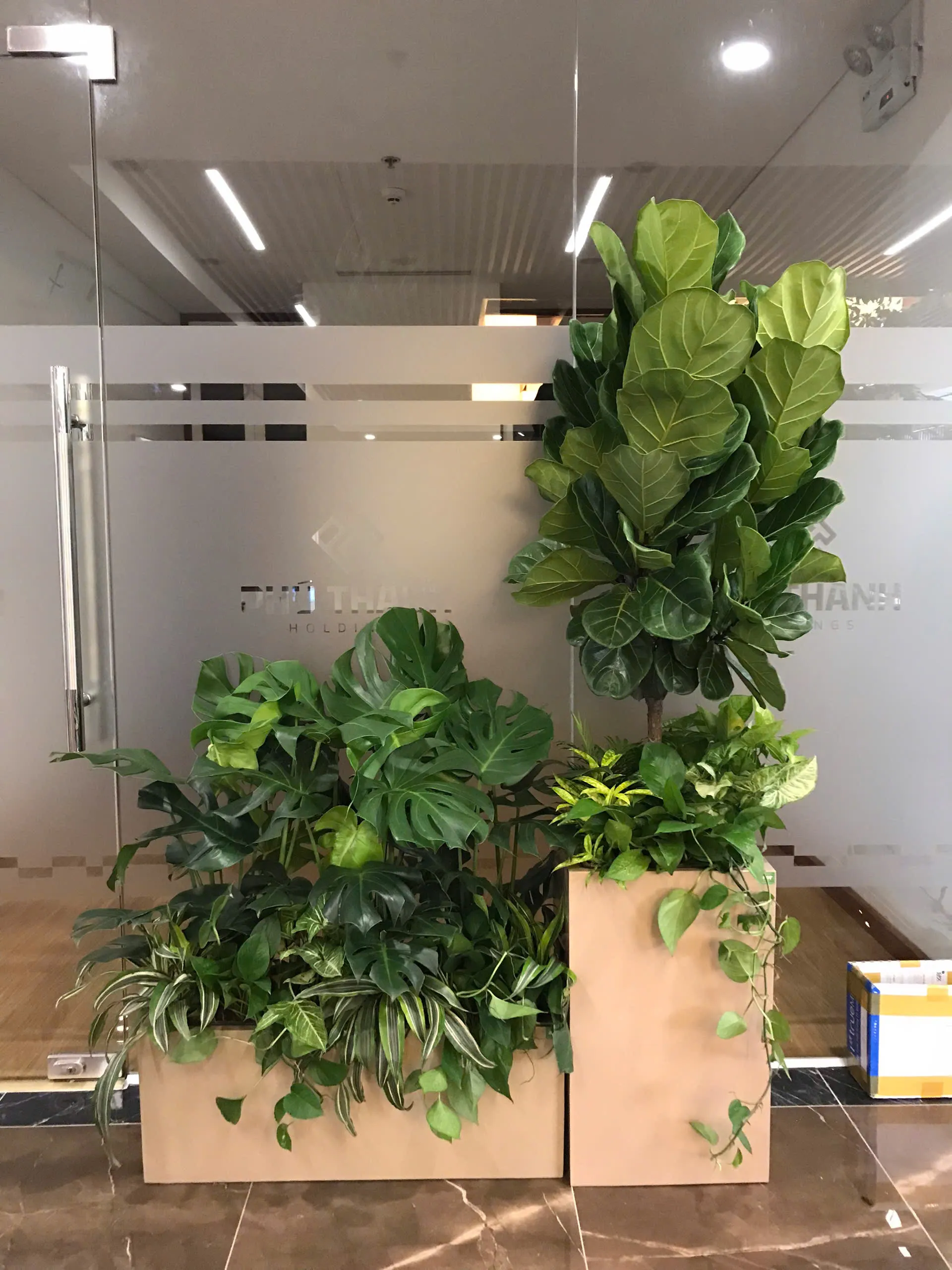 Các sai lầm phổ biến khi chọn cây cảnh văn phòng