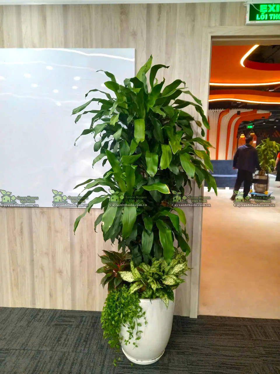 cho thuê cây cảnh nội thất văn phòng _Green Homes