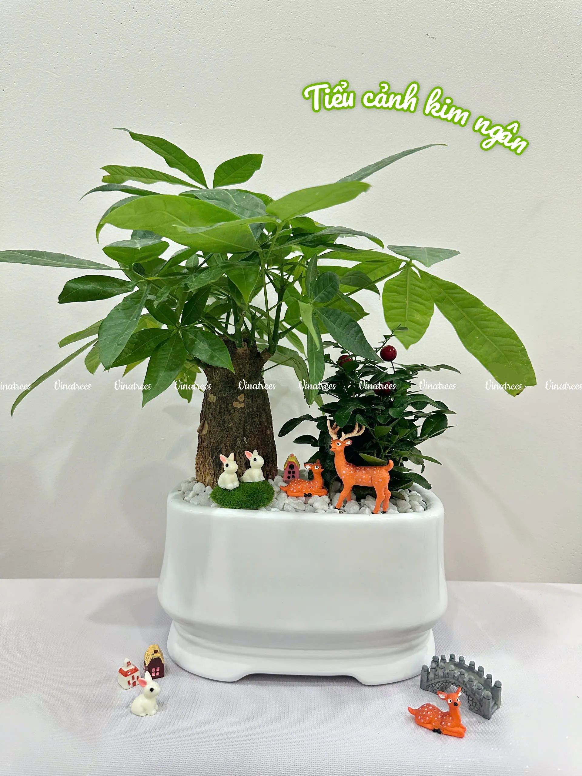 Cây cảnh văn phòng: Tiểu cảnh kim ngân