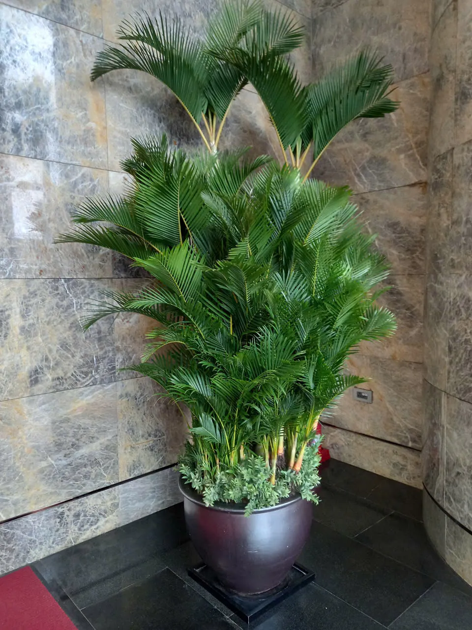 Green Homes cho thuê cây cảnh , nổi bật với cây cau lụa sang trọng