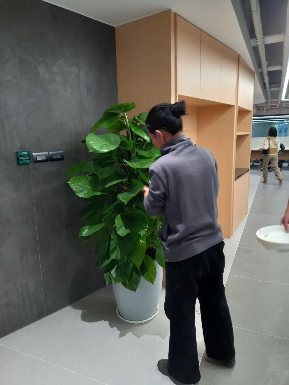 Nhân viên Green Homes chăm sóc cây cảnh định kỳ