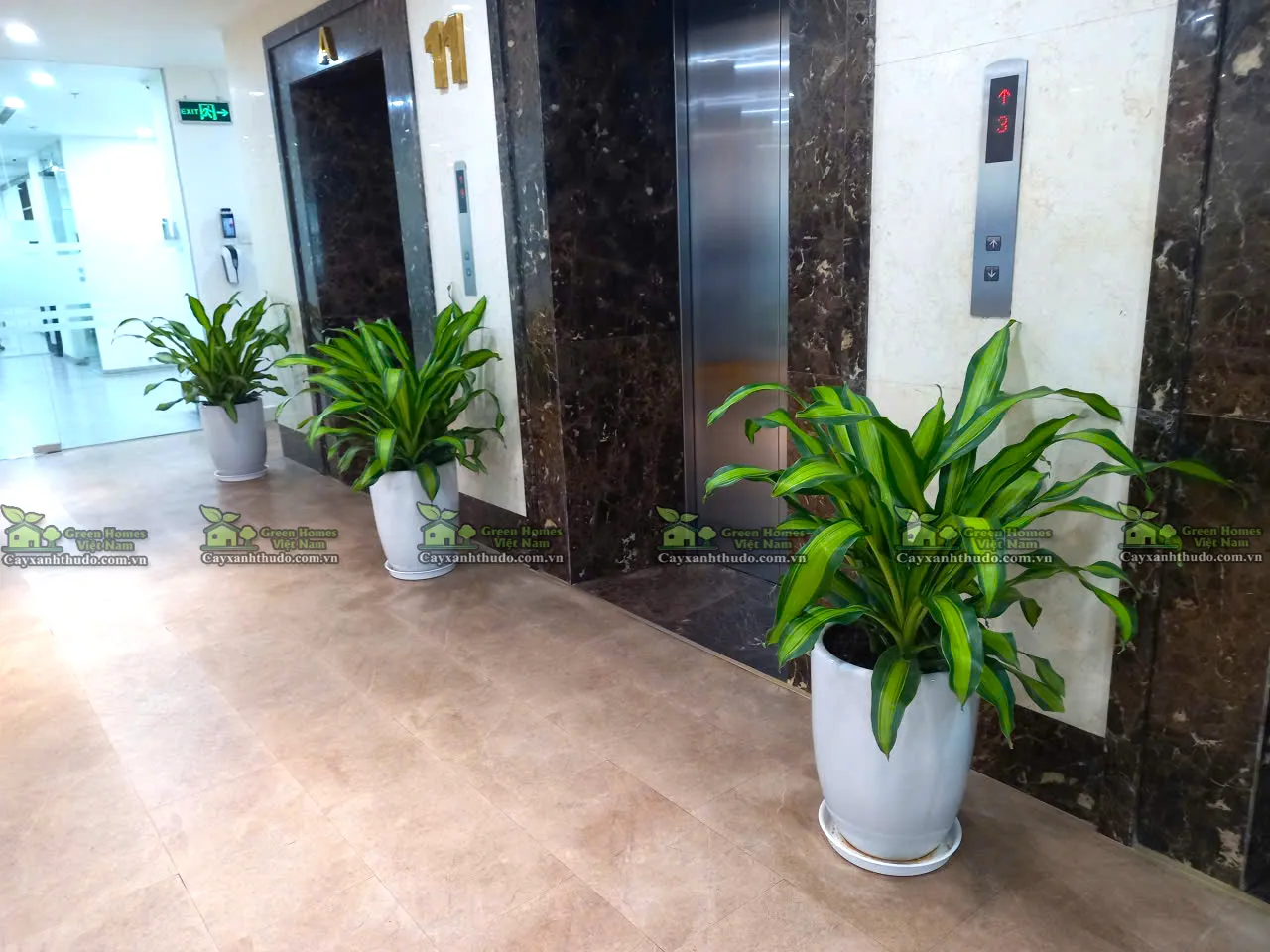 Cho thuê cây xanh _Green Homes