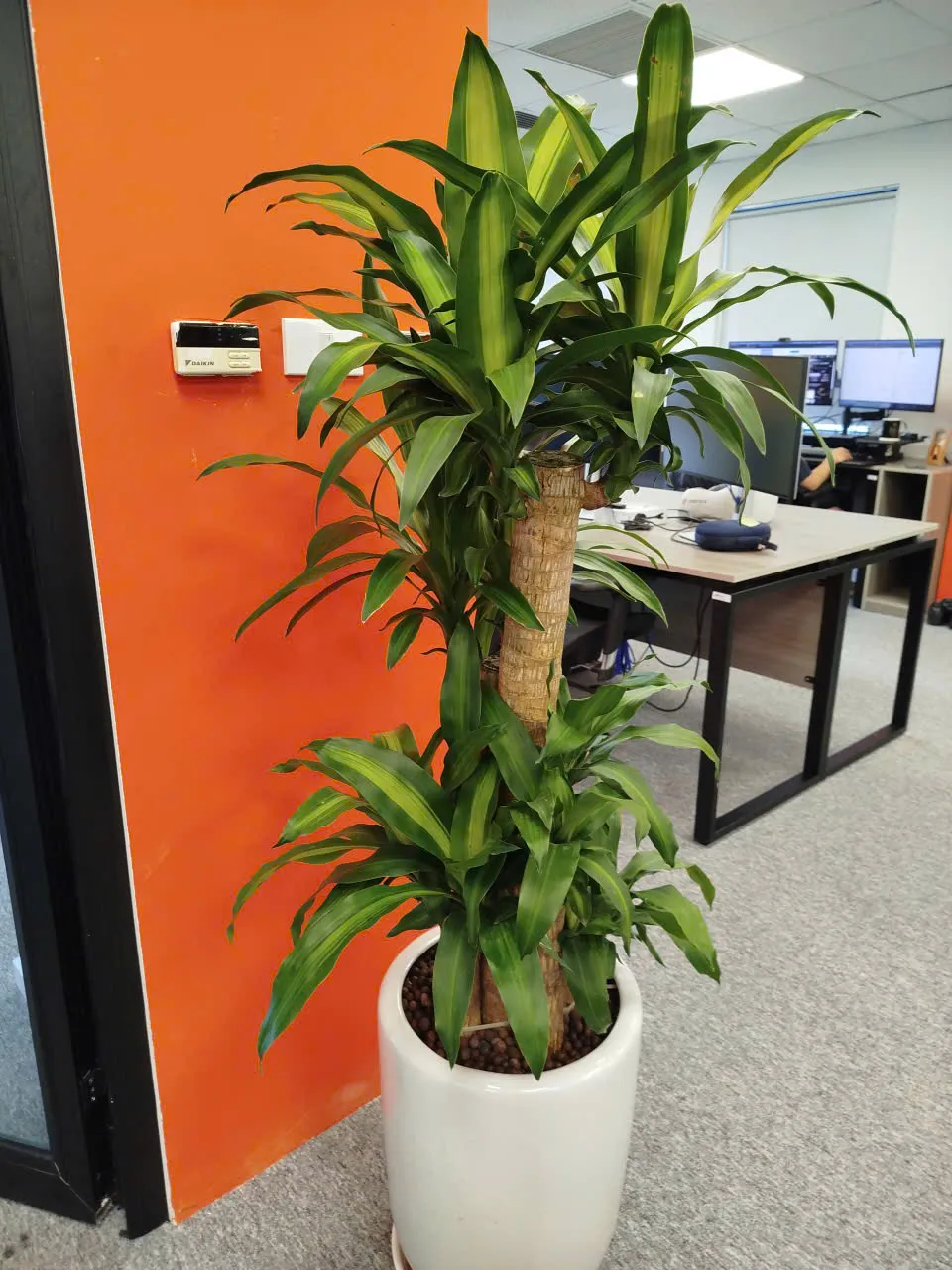cây cảnh văn phòng_Green Homes