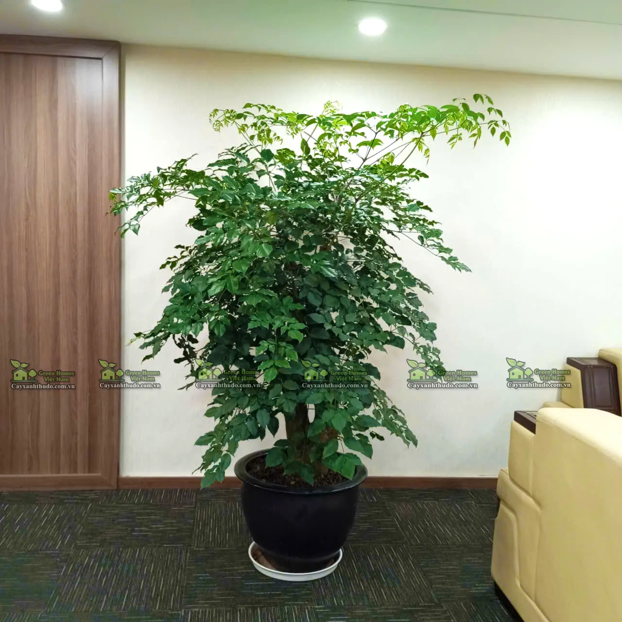 Dịch vụ cho thuê cây xanh văn phòng _Green Homes