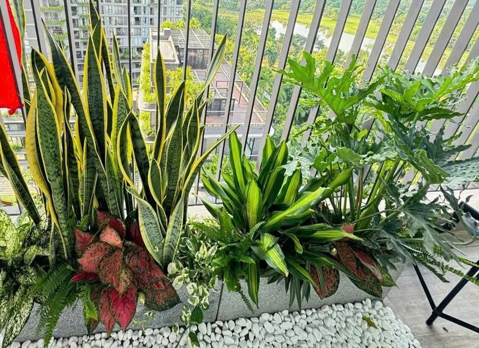 Cây cảnh trồng ban công _ Dịch vụ cho thuê cây cảnh hà nội Green Homes